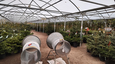 Christmas trees under canopy